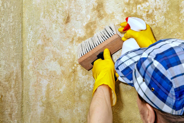 Best Residential Mold Inspection & Testing  in USA